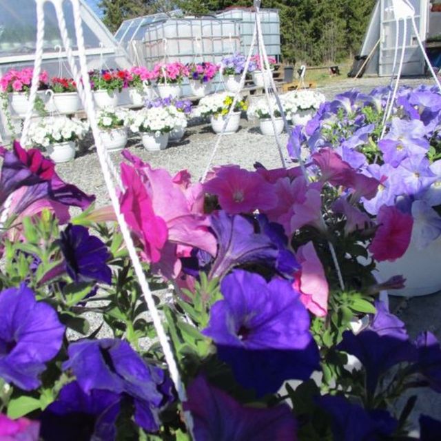Kukka-amppeleita myynnissä puutarhamyymälässä
